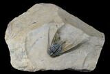 Well Prepared, Kettneraspis Trilobite (Long Occipital Horn) #175062-1
